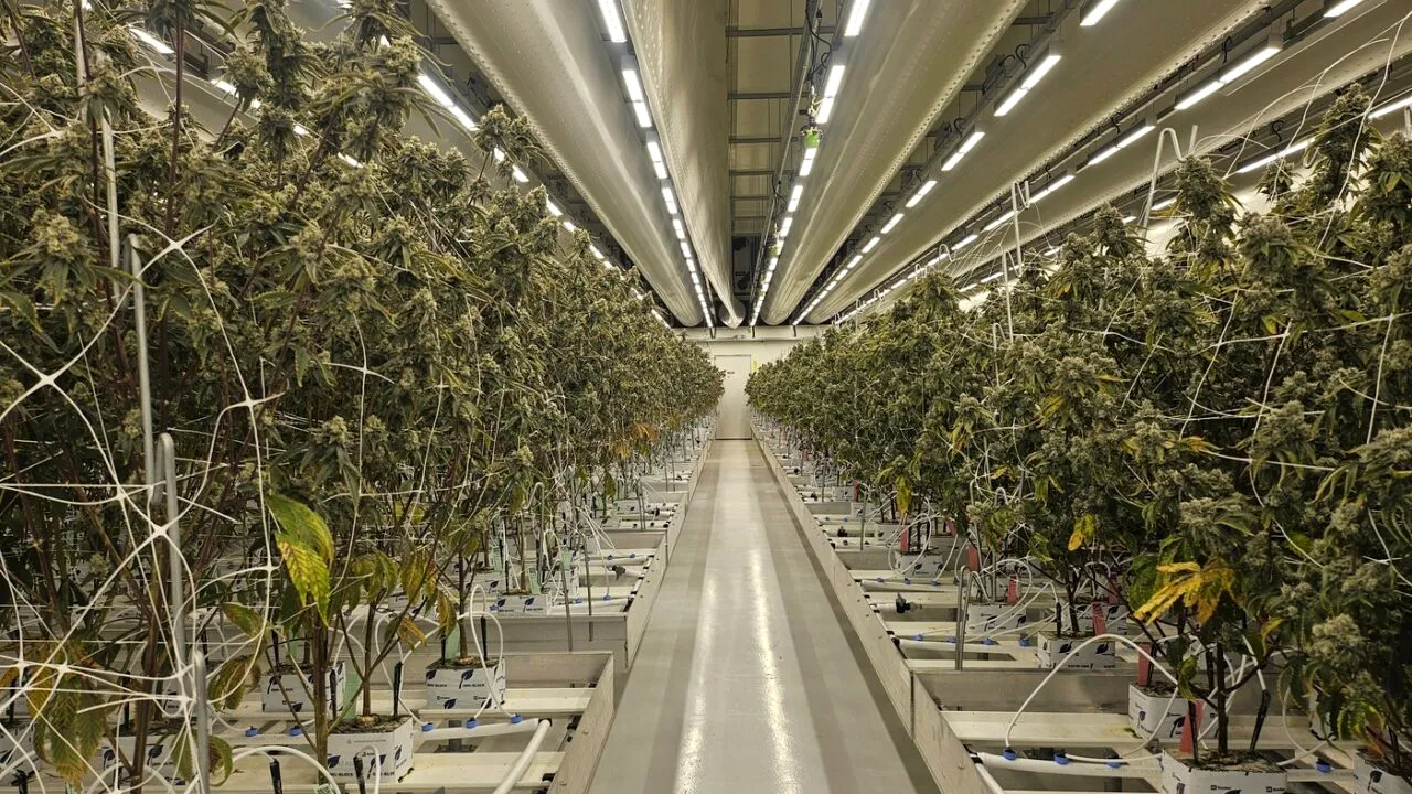 Noi reglementări privind marijuana într-un stat european: “A venit vremea să punem capăt acestei situații NEBUNEȘTI”