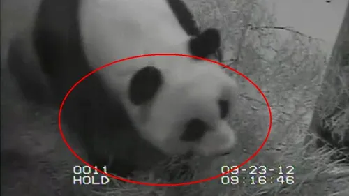 VIDEO. Cum depășește o traumă o ursoaică Panda