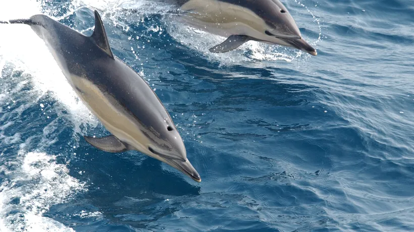 Un delfin a murit după ce a fost ținut, pe plajă, pentru selfie-uri
