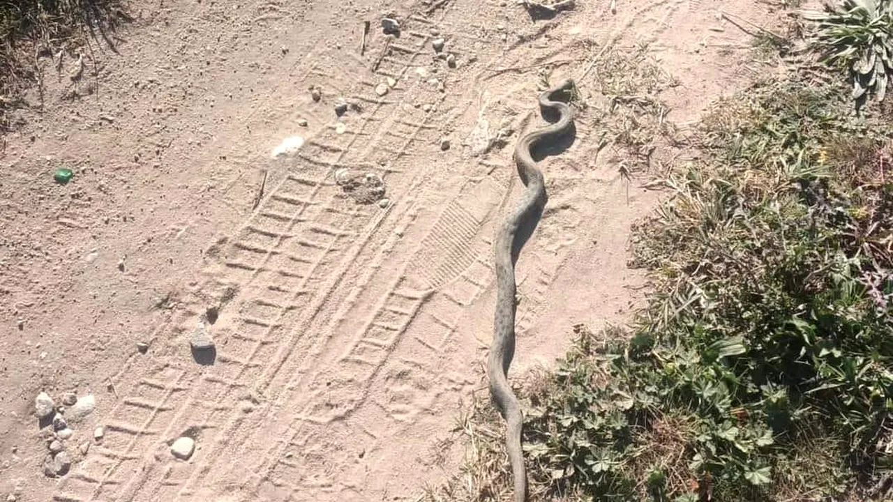 Jandarmii au intervenit pentru îndepărtarea unei vipere din spatele unui bloc, în Drobeta Turnu Severin