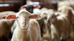 Avertisment pentru crescătorii de ovine: România riscă să piardă efectivele de reproducție