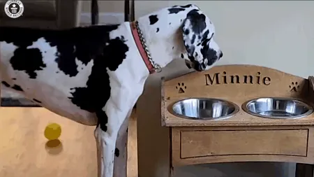 Cel mai înalt câine din lume a fost inclus în Cartea Recordurilor. Stăpânii săi au reușit cu greu să îl măsoare, doar folosind recompensa lui favorită