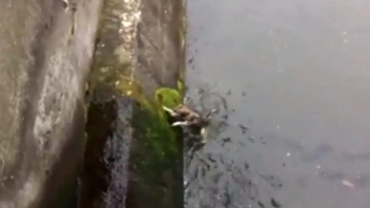 Un tânăr a salvat un câine de la înec, intrând în apele Șomeșului Mic. VIDEO