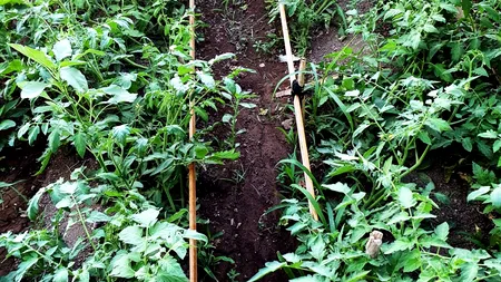 Roșiile românești, în piețe înainte de Paște. Cât va costa un kilogram de tomate. „Prietenii îmi spun: «Am fost în Tunisia cu banii ăştia»”