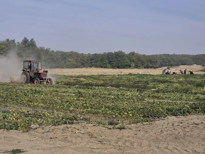 Soi nou de cartof dulce la Dăbuleni, adaptat la condiții climatice și la solul nisipos