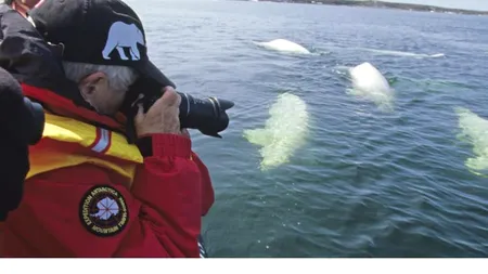 Trei persoane au murit în largul Canadei, după scufundarea unei ambarcațiuni de observare a balenelor