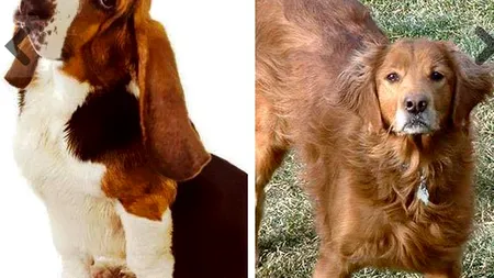 Gestul făcut de un câine pentru prietenul său a făcut înconjurul lumii. Salvatorii au fost emoționați până la lacrimi când i-au găsit
