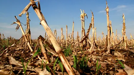 Mediafax Talks about Brewing and Agriculture. Toate ramurile agriculturii cer bani, după suplimentarea bugetului ministerului