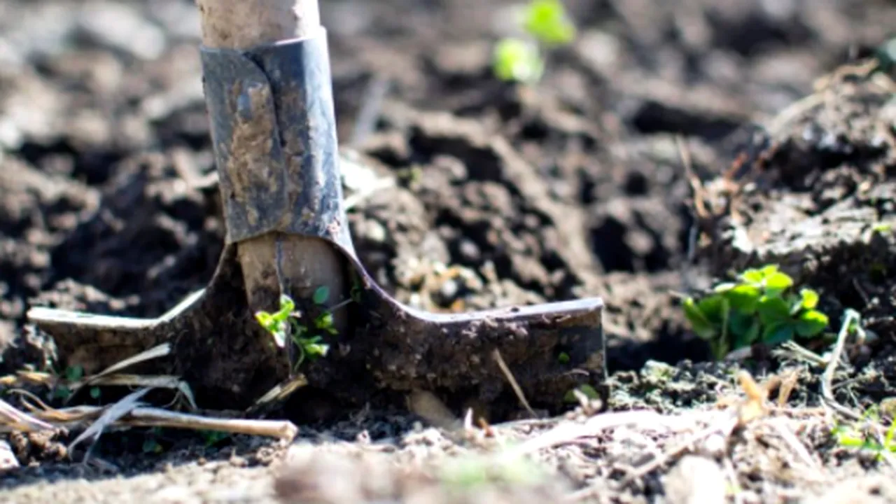 Studiu neobișnuit în Elveția, făcut în ferme și grădini, cu lenjerie intimă din bumbac. Cercetătorii caută soluții pentru agricultură