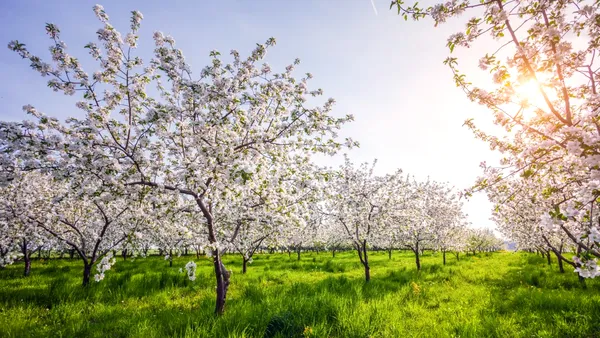 Perioada ideală de stropire a pomilor fructiferi. Care este răsplata la primăvară