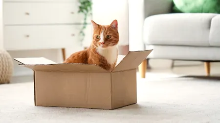 De ce pisicile sunt OBSEDATE de cutiile de carton. Explicația pentru acest comportament ciudat
