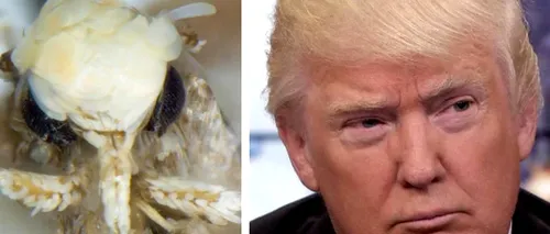 O specie de molie a fost numită Donald Trump