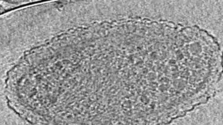 Descoperire EXCEPȚIONALĂ a cercetătorilor americani: „Sunt misterioase. E o lume despre care nu știm aproape nimic