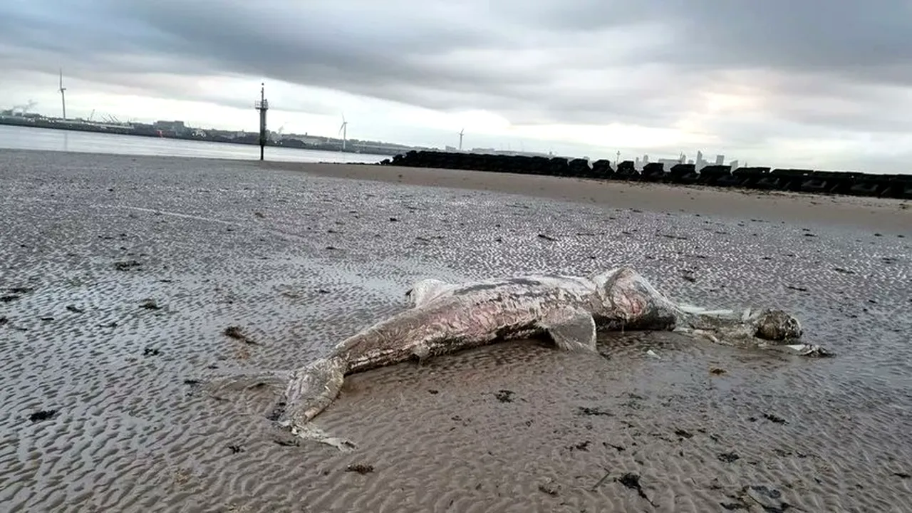 Creatură BIZARĂ, descoperită pe o plajă din Marea Britanie: „M-am întrebat imediat ce e, pentru că părea destul de mare”