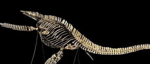 Cel mai mare dinozaur din lume a fost descoperit: Fosilele capturează un moment în timp, acum 170 de milioane de ani