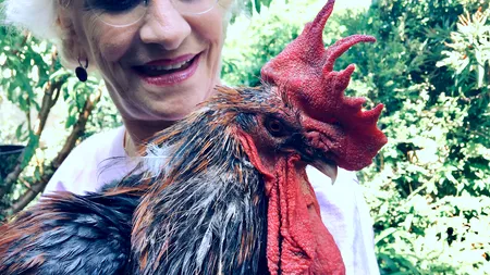 Povestea cocoșului Maurice care și-a câștigat în instanță dreptul de a cânta - VIDEO