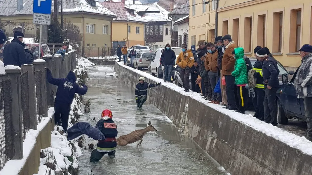 Imagini sfâșietoare cu o căprioară prinsă în sloiurile de gheață ale unui râu, surprinse în Alba! A fost salvată de pompieri!