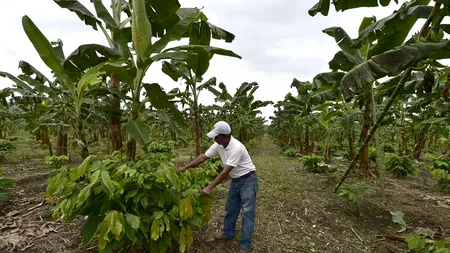 Ebola ar putea scumpi unul dintre cele mai populare alimente