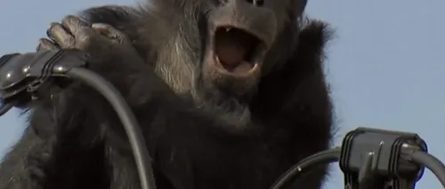 Cum a încercat un cimpanzeu să scape de întoarcerea la grădina zoologică din care evadase