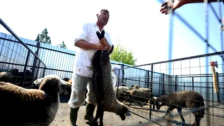 TĂIEREA MIEILOR în România, atacată de o asociație pentru protecția animalelor: 