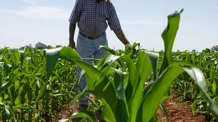 Unul din cei mai mari producători de semințe din lume va disponibiliza 1.800 de angajați