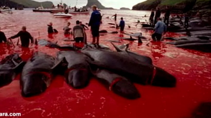 Măcel de balene, tradiție în Insulele Feroe