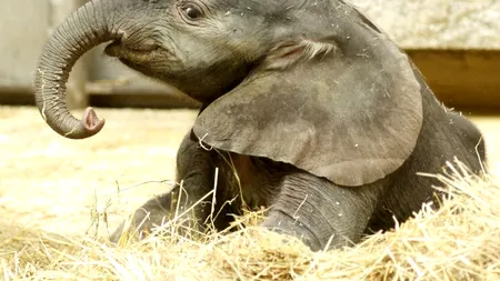 Premieră la o grădină zoologică din Austria. O femelă elefant a rămas însărcinată printr-o procedură revoluționară