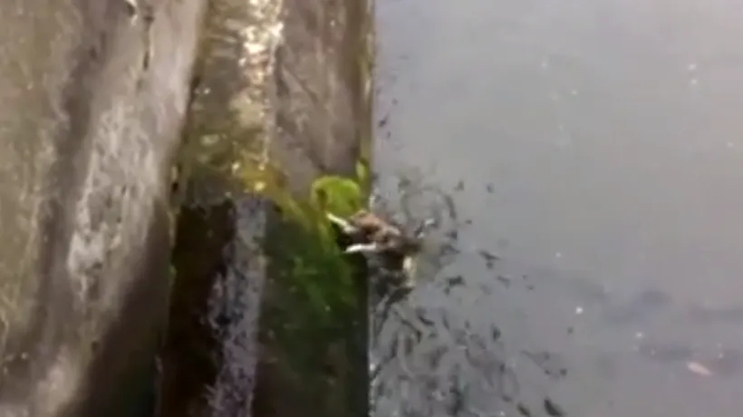 Un tânăr a salvat un câine de la înec, intrând în apele Șomeșului Mic. VIDEO
