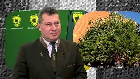 EXCLUSIV VIDEO | Operațiunea „Brazii de CRĂCIUN”. Director Romsilva: „Tendința este de a diminua în casele noastre pomul natural”