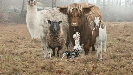 PORTRET DE FAMILIE. Ideea neobișnuită pe care a avut-o un fotograf 
