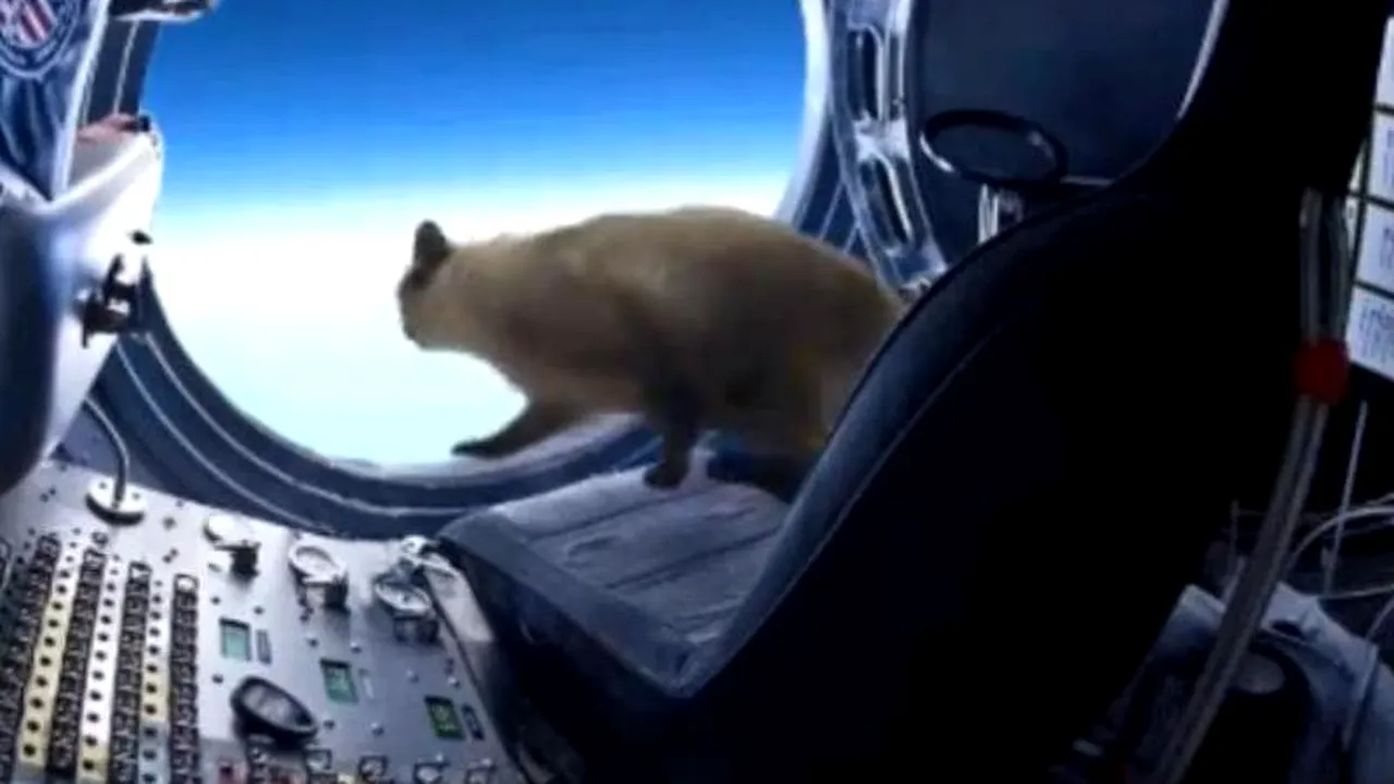 FOTO+VIDEO. Motanul Felix, animația internauților care imită saltul în cădere liberă al parașutistului Baumgartner 