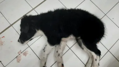#cugandullaanimale. Un câine a fost ucis în bătaie în Petroșani: „I-a tăiat coada si i-a aplicat și câteva picioare în cap pentru a fi sigur că nu va rezista