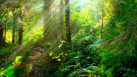 Iluzie optică virală | Unde este șarpele din această poză? GENIILE îl văd în trei secunde