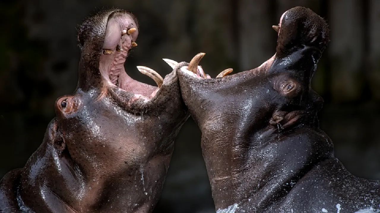 Doi hipopotami dintr-o grădină zoologică din Belgia, testați pozitiv pentru COVID-19