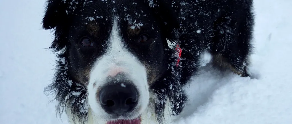 Helios și Vreni, singurii câini salvatori de avalanșă din România