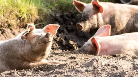 Focar de pestă porcină la o fermă din Timiş. Zeci de mii de porci vor fi sacrificaţi