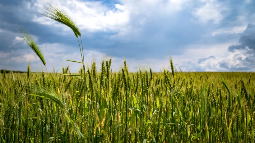 EXCLUSIV. Ministrul Agriculturii așteaptă o producție de peste nouă milioane de tone la grâu, în 2021. Fermierii se tem de ploi și de grindină