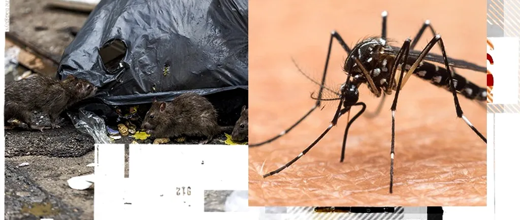 Febra Denga și virusul Zika, factori de risc în București. Institutul Cantacuzino atenționează că pot fi transmise boli grave de la țânțari  și șobolani