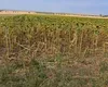 Hectare întregi de porumb și floarea-soarelui, distruse de SECETĂ în Dolj. Nu a mai plouat de mai bine de o lună și jumătate