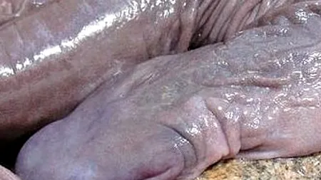 Un animal cu o formă 