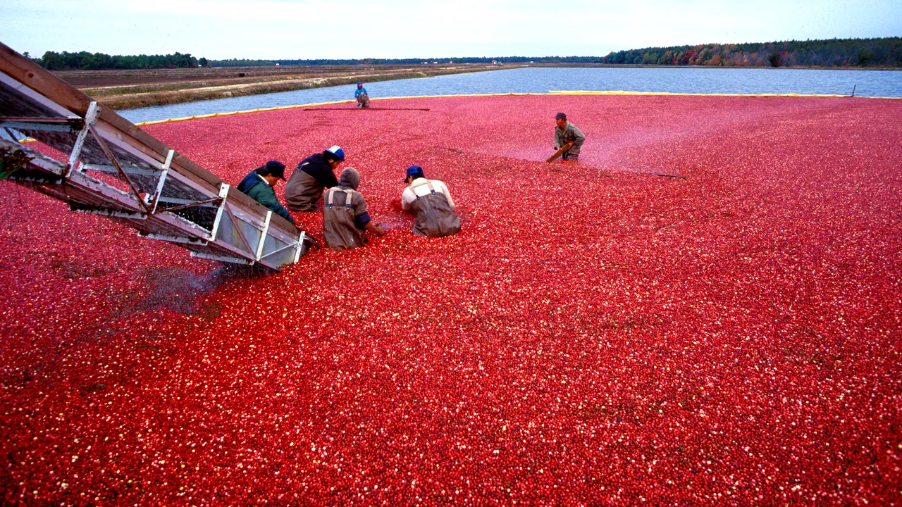 China s-a răzbunat după decizia lui Trump de a impune taxe suplimentare la importurile de oțel și aluminiu. Carnea de porc și fructele, printre cele 128 de produse americane supraimpozitate de chinezi