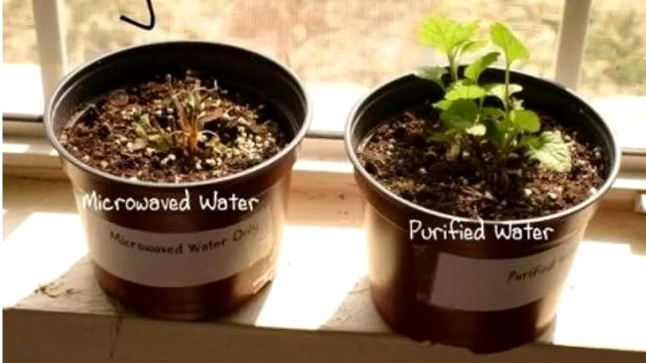 Experimentul simplu care vă va face să renunțați la cuptorul cu microunde