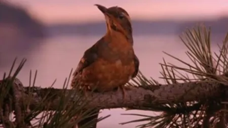 Lansarea noului sezon al celebrului serial „Twin Peaks