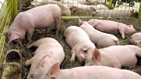 Creșterea porcilor în gospodării VA FI INTERZISĂ. Pesta porcină africană ne lasă FĂRĂ PORC DE CRĂCIUN