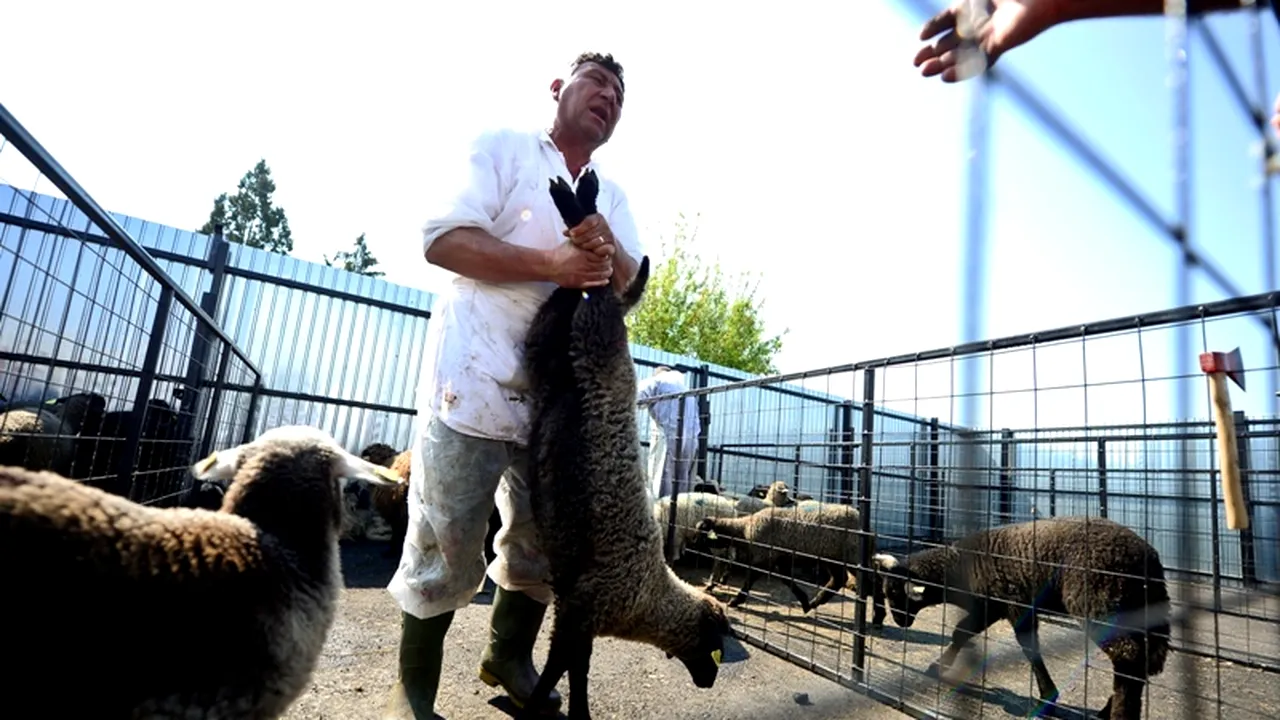 TĂIEREA MIEILOR în România, atacată de o asociație pentru protecția animalelor: 