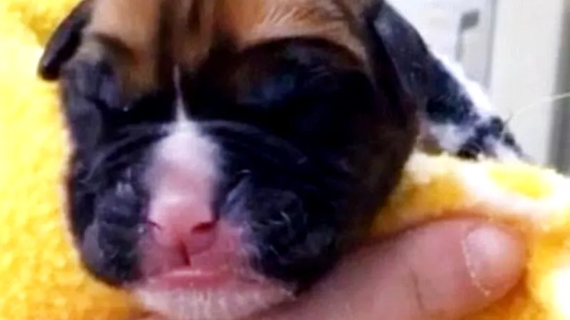 Povestea lui „Chance, primul câine clonat din Marea Britanie. Unde a fost efectuată controversata procedură
