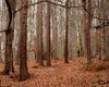 Cum a supraviețuit un bărbat, timp de 9 zile, după ce i s-a stricat mașina în pădure. A rămas singur, fără apă și mâncare