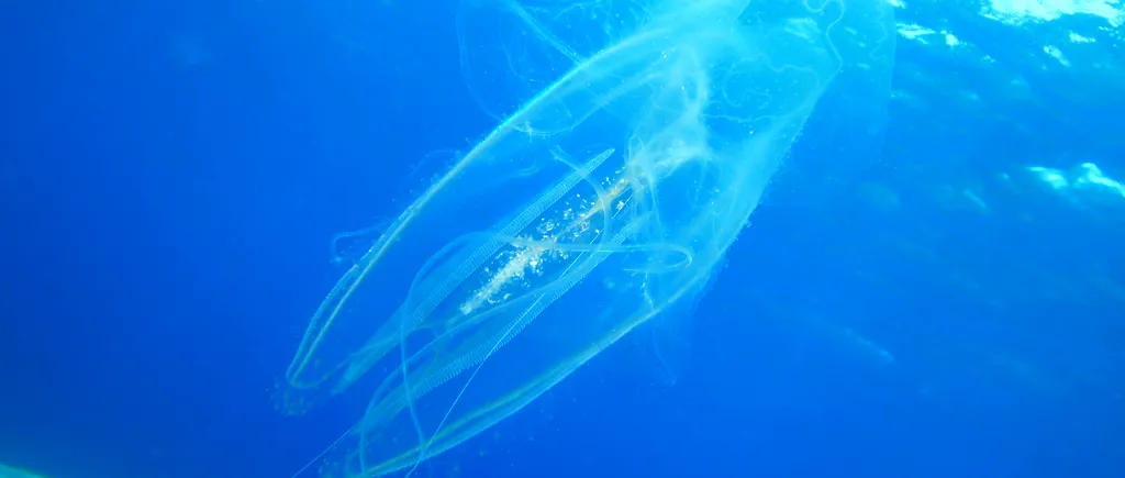 O meduză uriașă, descoperită pe o plajă din Australia - FOTO