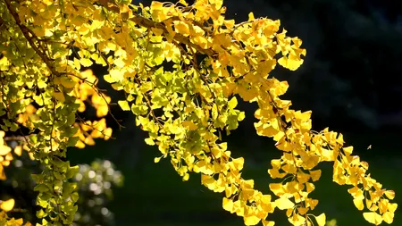 Prognoza actualizată, VREMEA se schimbă radical. În weekend se vor înregistra maxime de 25 de grade