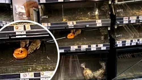 ANSVSA a amendat supermarketul Mega Image unde au fost surprinse imagini cu șobolani printre produse alimentare